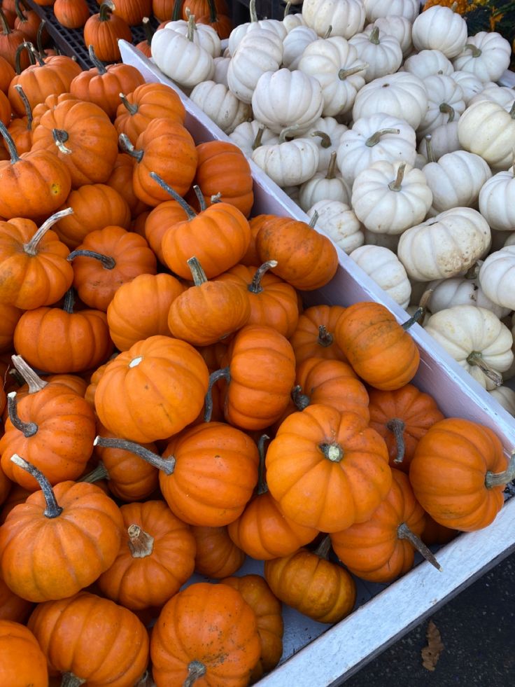 there are many different types of pumpkins on display