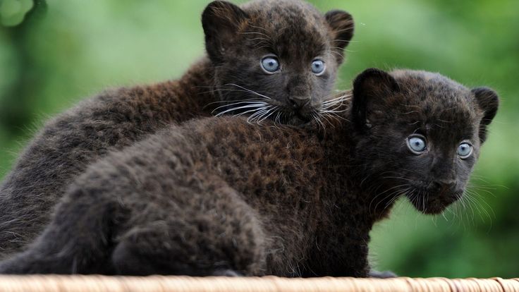 two black kittens sitting next to each other