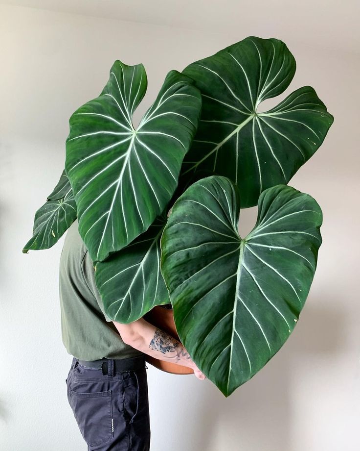 a man holding up a large green leaf over his face to show it's shape