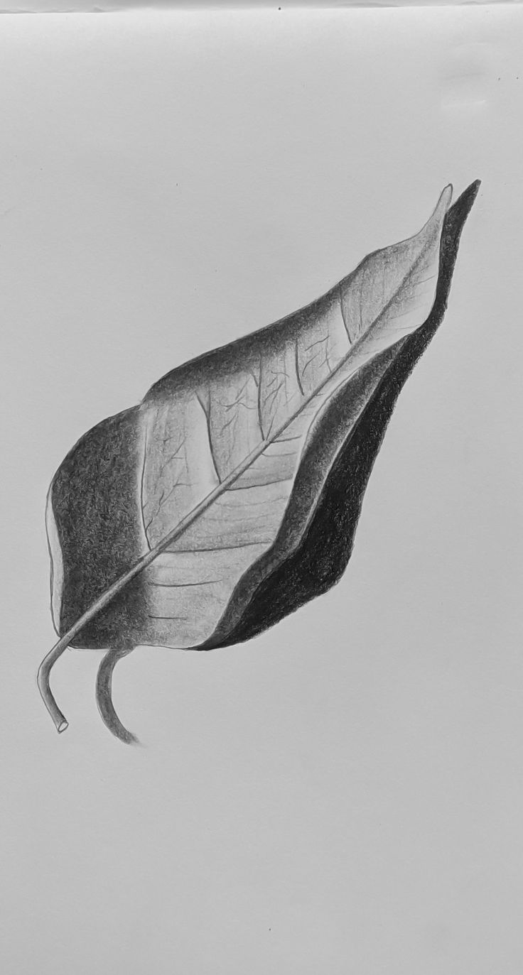 a pencil drawing of a leaf floating in the air