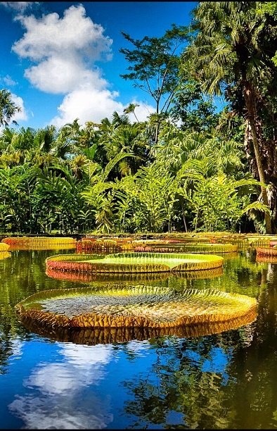 a pond surrounded by lots of trees and plants in the middle of a jungle area