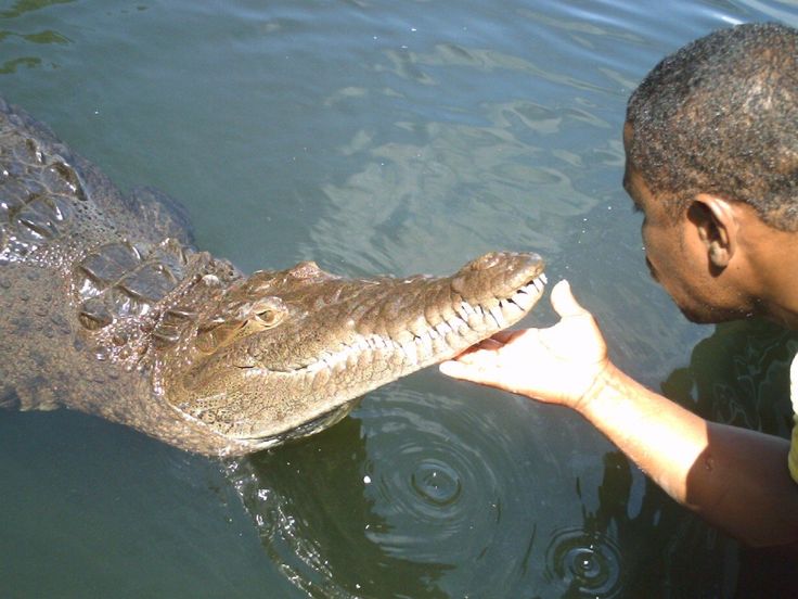 a man feeding an alligator in the water