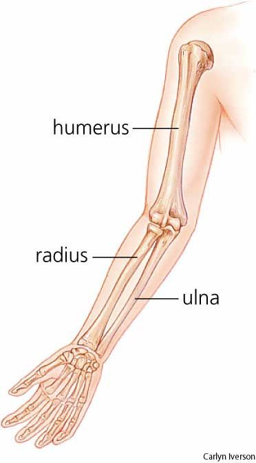 the bones of the arm and hand are labeled