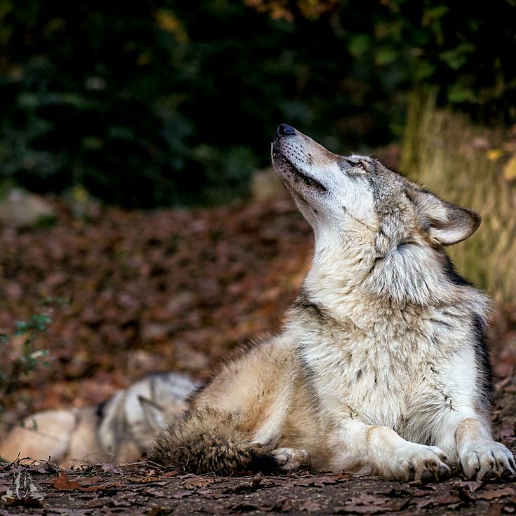 a wolf is sitting on the ground and looking up