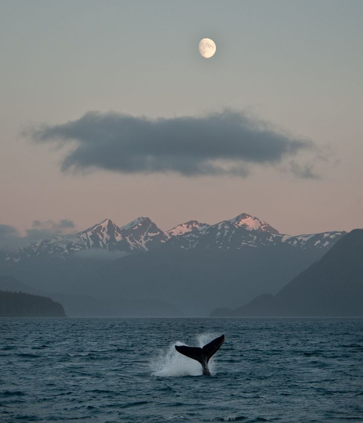 a whale jumping out of the water with mountains in the background