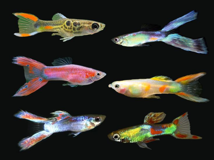 six different colored fish on a black background