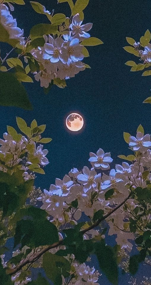 the moon is shining brightly in the night sky above some white blossomed trees with green leaves