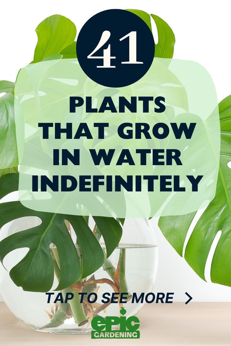 Large Swiss Cheese plant growing in a glear, glass, vase of water. Growing Plants In Water, Hydro Plant, Indoor Cactus Plants, Water Plants Indoor, Plants Grown In Water, Water Garden Plants, Indoor Water Garden, Self Watering Plants, Bucket Gardening