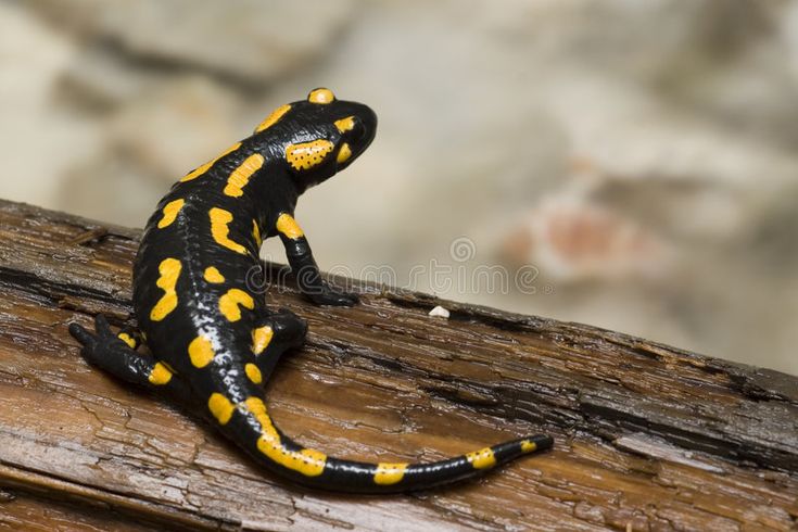 a yellow and black lizard sitting on top of a wooden branch