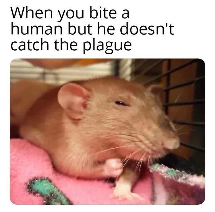 a rat sitting on top of a pink blanket next to a cage with the caption when you bite a human but he doesn't he doesn't catch the plague