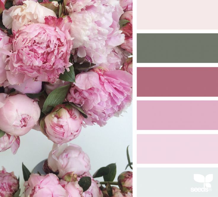 pink peonies are arranged in a color palette