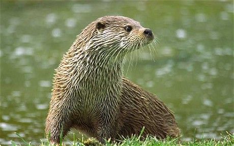 an animal that is standing in the grass near water with it's mouth open