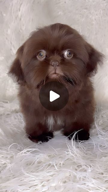 a small brown dog sitting on top of a white blanket