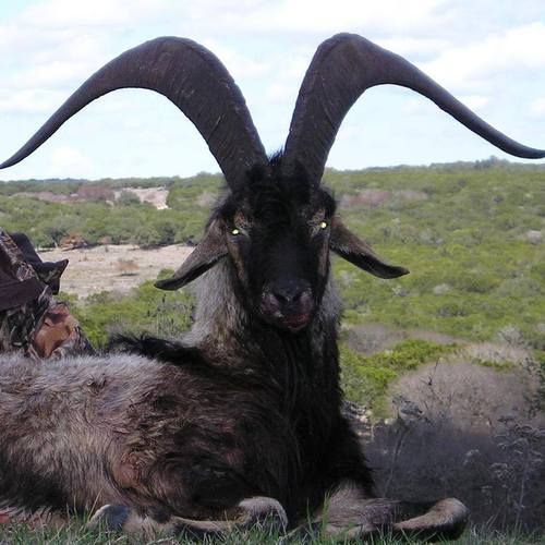 an animal with large horns standing in the grass