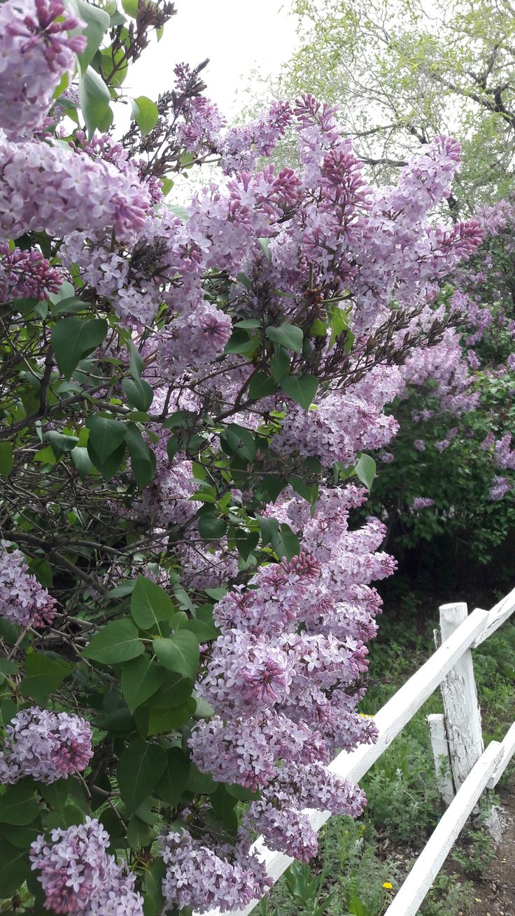 Lilac bush Lilac Tree Aesthetic, Lilac Bushes Landscaping, Lilac Trees And Bushes, Lilac Bush Landscaping, Lilac Plants, These Broken Stars, Lilac Trees, Lilac Plant, Lilac Garden