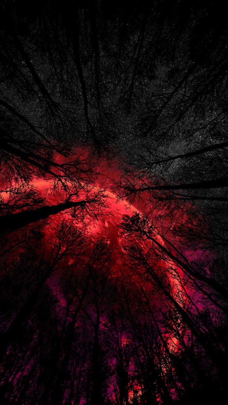 looking up at the tops of trees with red and purple lights in the dark sky