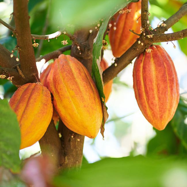 the fruit is growing on the tree and ready to be picked from it's leaves