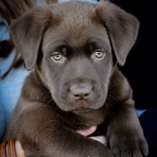 a person holding a brown puppy in their lap with the dog's paw on his chest