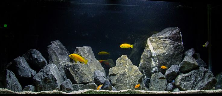 an aquarium filled with lots of rocks and small yellow fish swimming in the water next to it