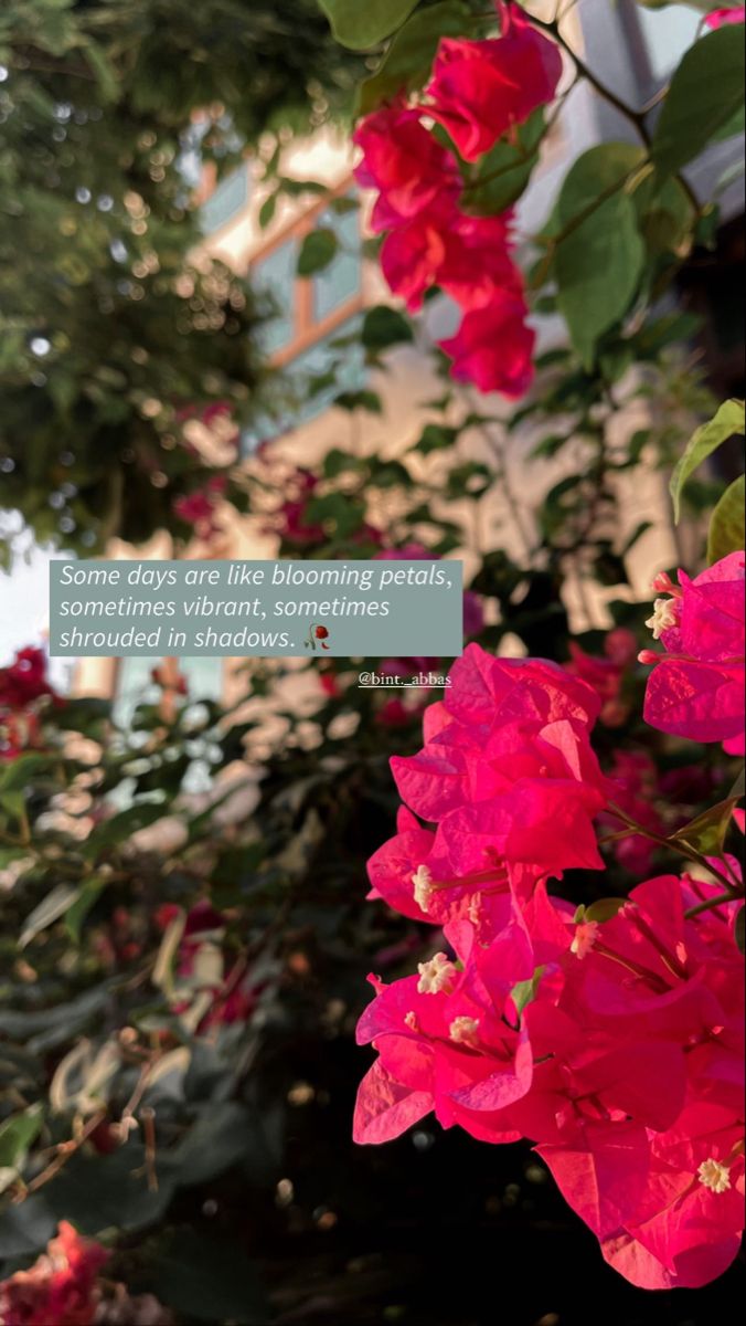 some pink flowers and green leaves with a quote on the bottom right corner that reads, some days are like blooming petunias