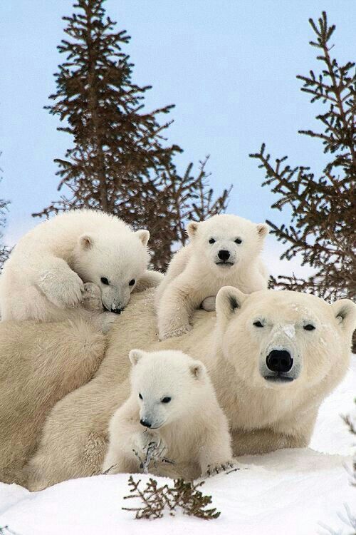 four polar bears sitting on top of snow covered ground with pine trees in the background