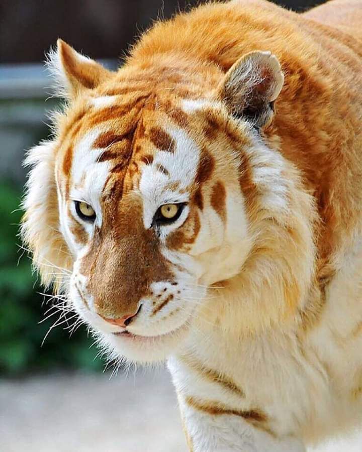 a close up of a tiger walking on concrete