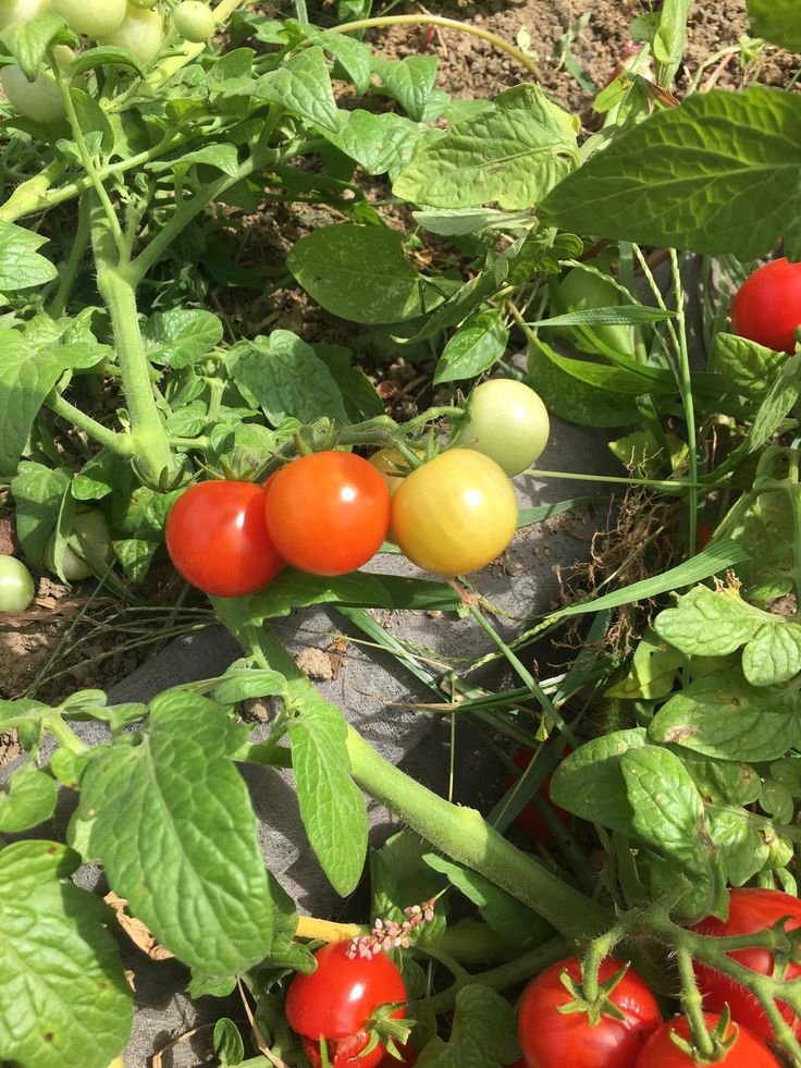 tomatoes and other vegetables growing in the garden