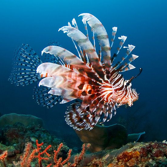 a lionfish swims through the water near coral reefs