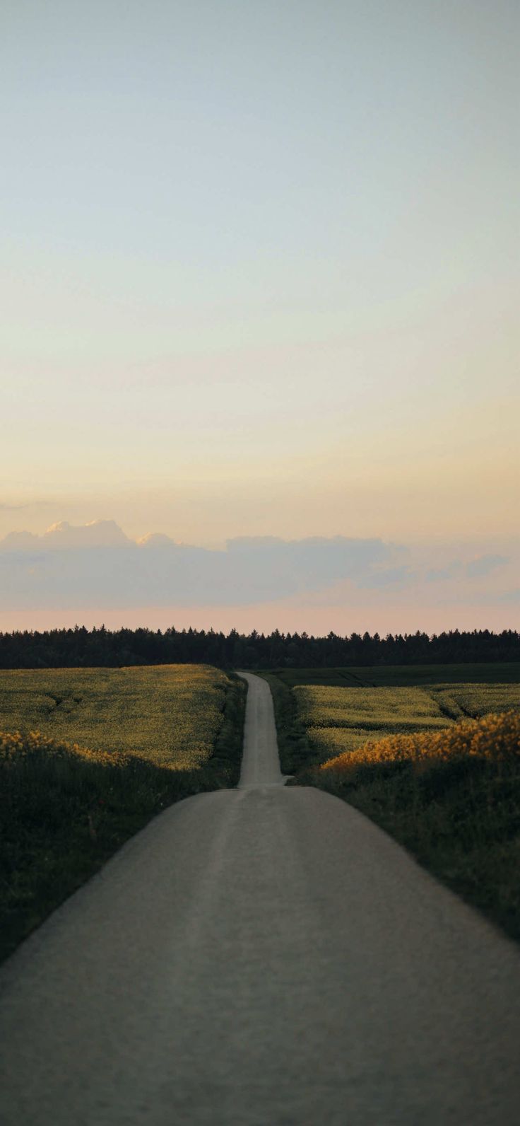 an empty road in the middle of a field with trees and grass on both sides