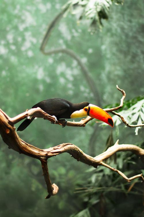 a toucan perched on a tree branch in the jungle