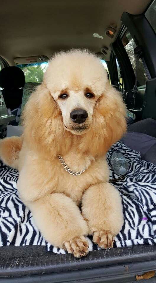 a poodle sitting on top of a zebra print blanket in the back of a car