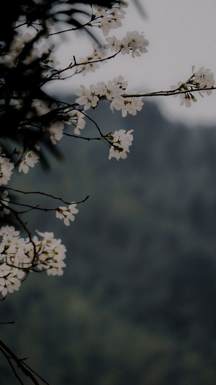 white flowers are blooming on the branches of a tree with mountains in the background