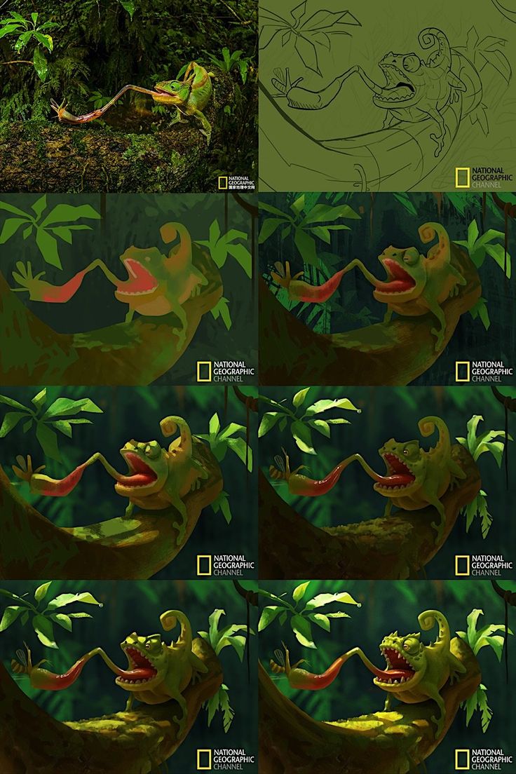 various images of different animals in the jungle