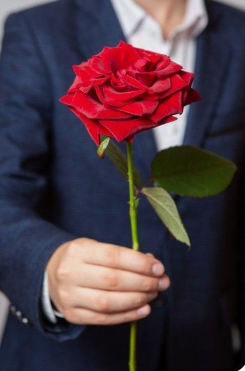 a man in a suit holding a red rose