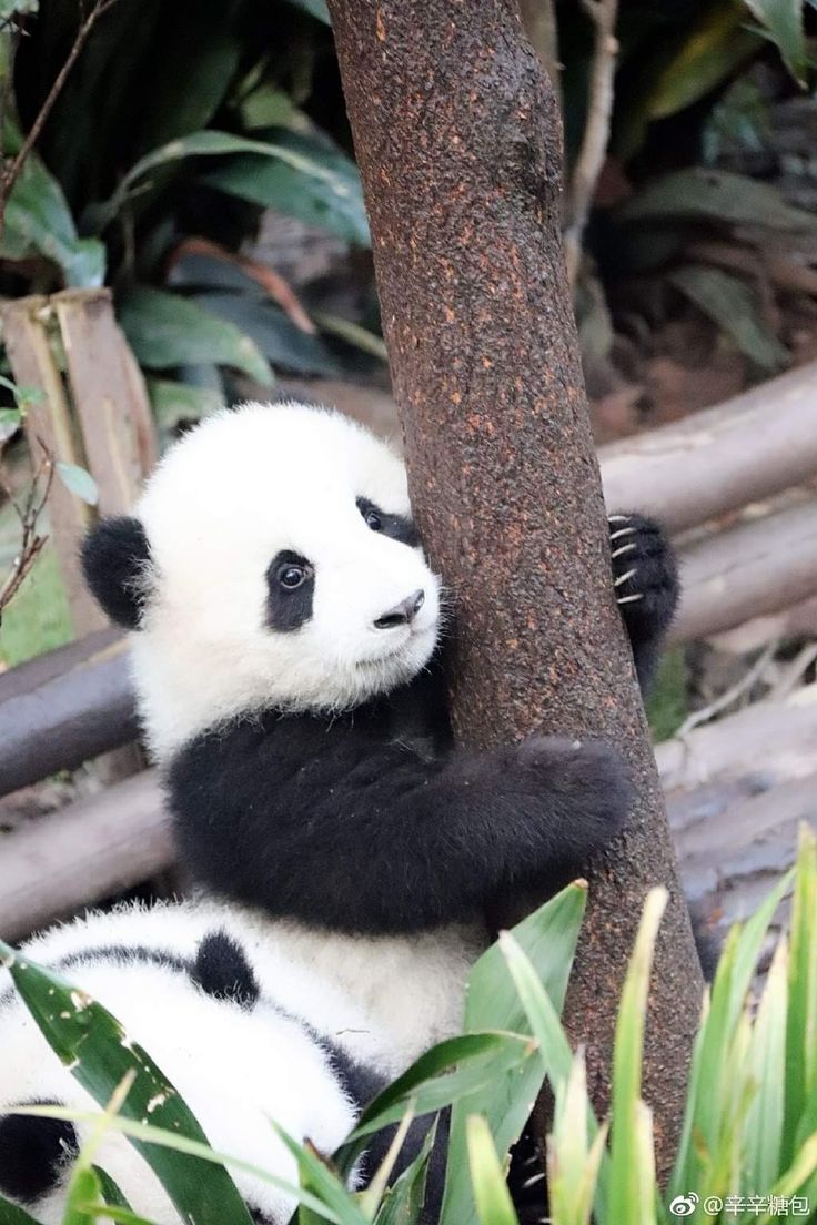 a panda bear sitting on top of a tree