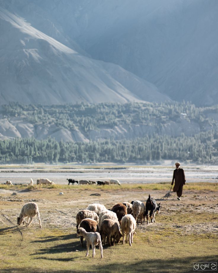 a herd of sheep grazing on top of a grass covered field next to a mountain