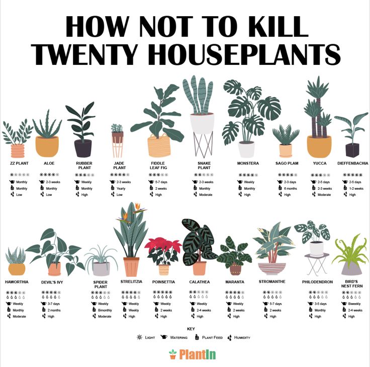 a poster showing how to kill twenty houseplants