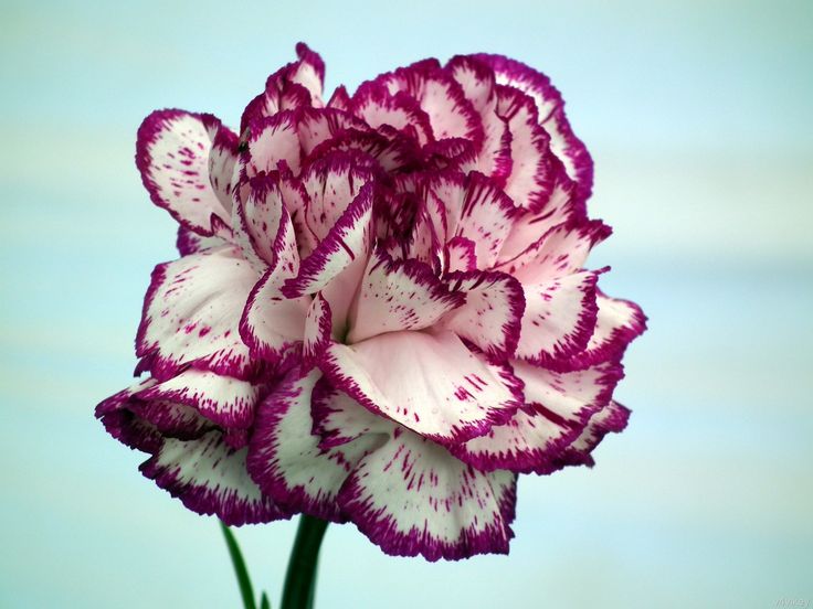 a purple and white flower with blue sky in the backgrounge background,