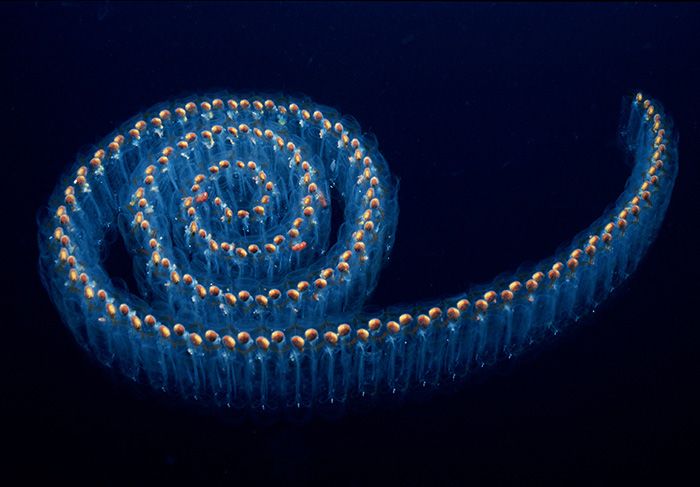 an image of a blue and yellow spiral shaped object in the dark water with bubbles on it