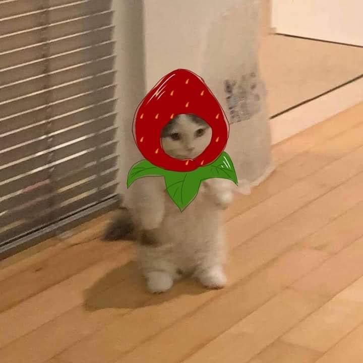 a cat standing on its hind legs with a strawberry shaped object in it's mouth