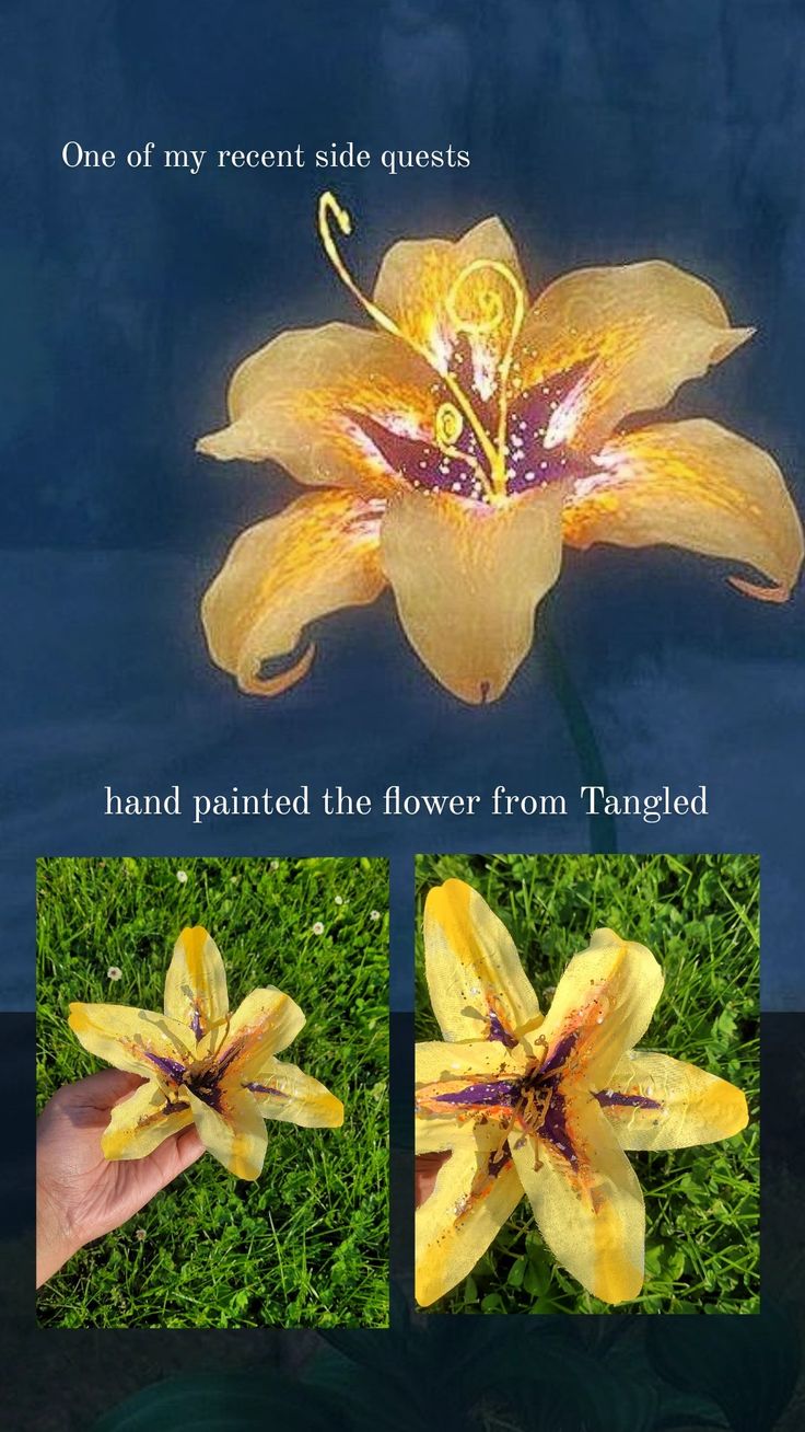 the flowers are yellow and purple in color, with two pictures of them showing different stages of blooming