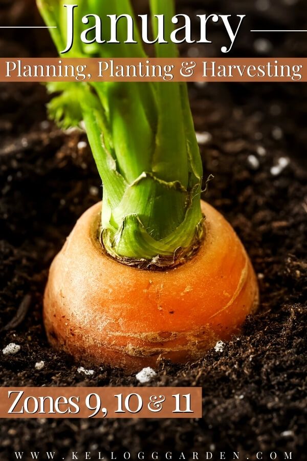 an image of a plant growing out of the ground with text that reads, january planning, planting & harvesting zones 9 to 11