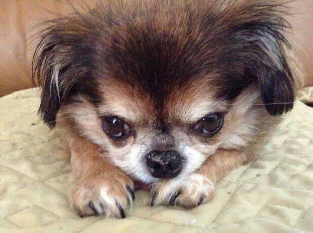 a small brown and black dog laying on top of a bed