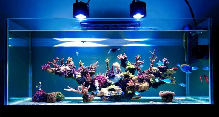 an aquarium filled with lots of different types of fish and corals in blue light