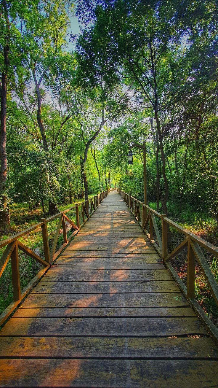 a wooden bridge that is surrounded by trees