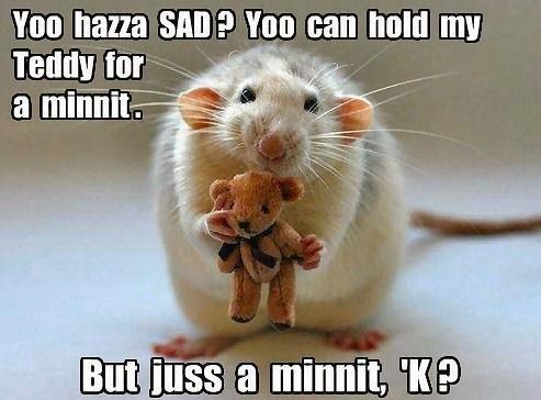 Funniest Rat Quotes Rats In Love, Animal Captions, Cute Rats, A Rat, Pet Rats, Hamsters, Animal Memes, Cute Funny Animals, Cuteness Overload