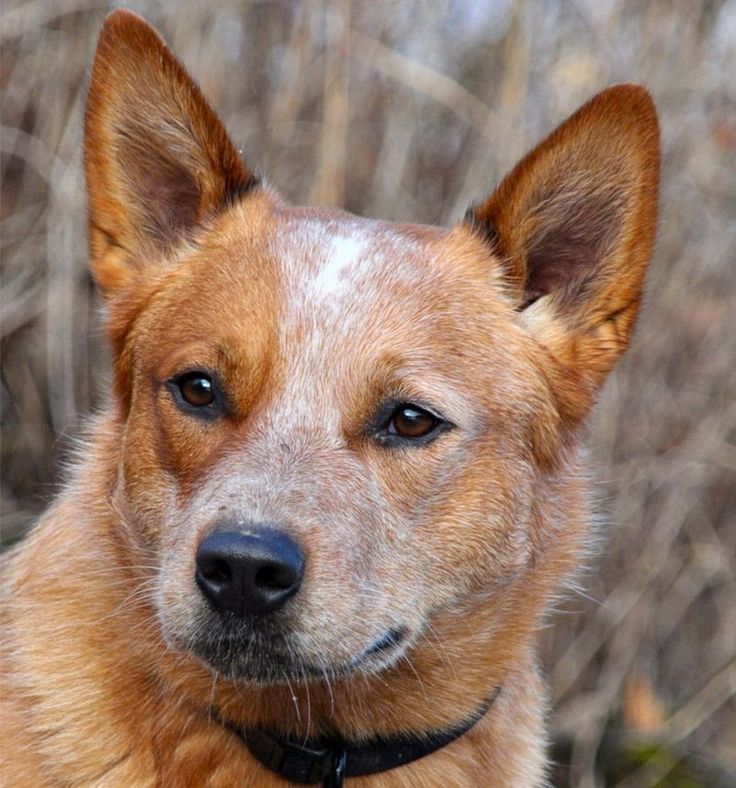 a brown and white dog is looking at the camera with an alert look on its face