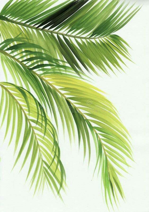 green palm leaves on white background with clipping space for your text or image in the bottom right corner