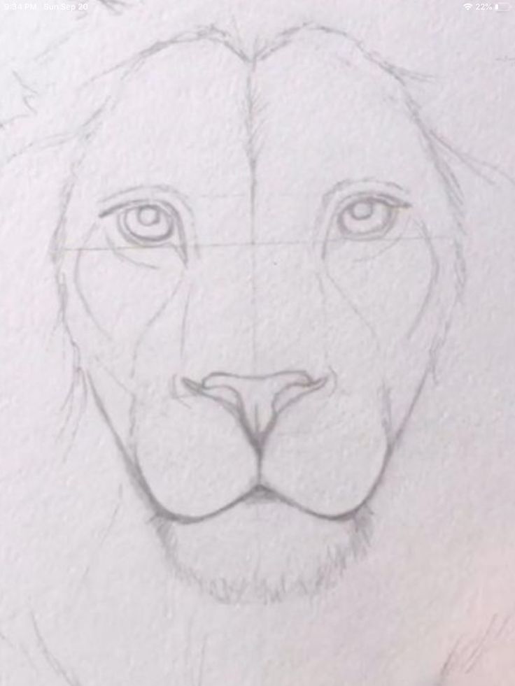 a drawing of a lion's face on paper