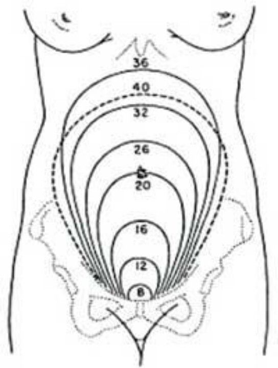 the diagram shows how to measure breast size